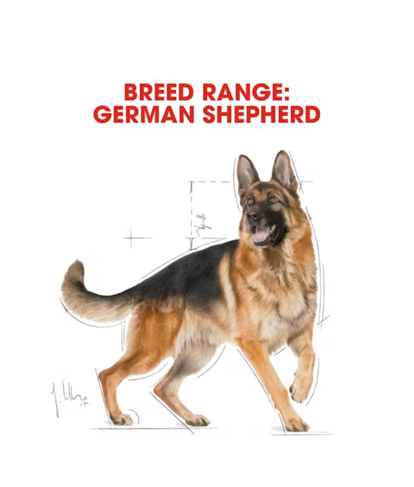 Royal Canin German Shepherd Adult