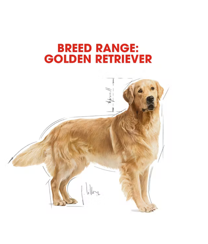 Royal Canin Golden Retriever Adult