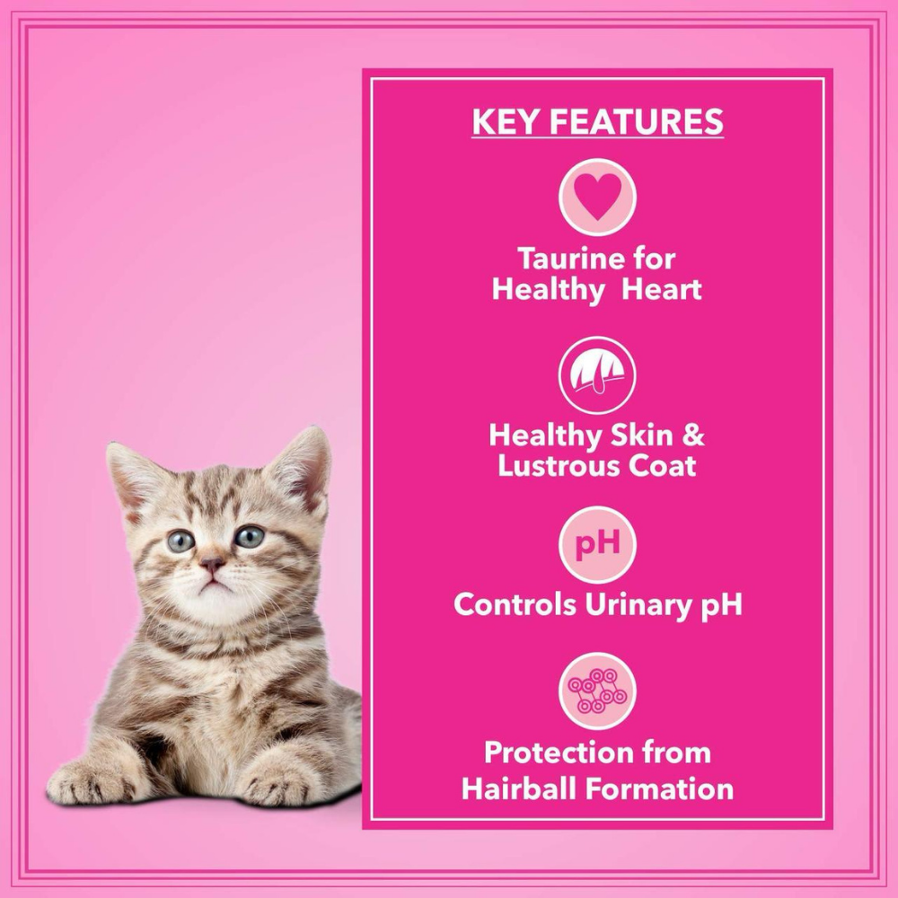Let's Bite Active Kitten (Buy One Get One Free)
