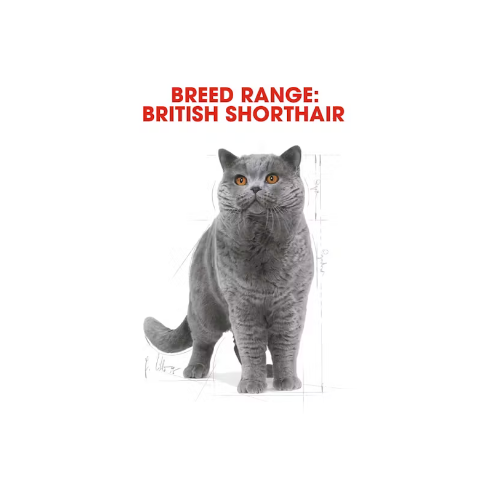 Royal Canin British Shorthair Adult Dry