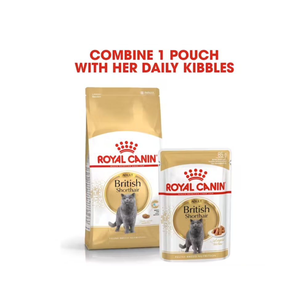 Royal Canin British Shorthair Adult Dry