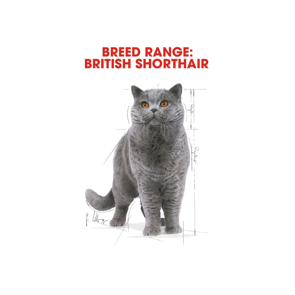 Royal Canin British Shorthair Wet