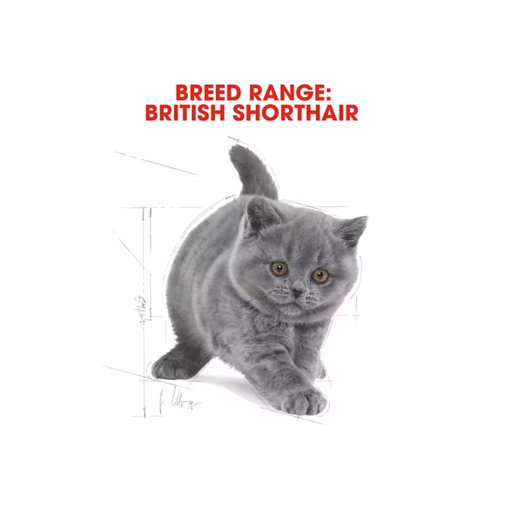 Royal Canin British Shorthair kitten Dry