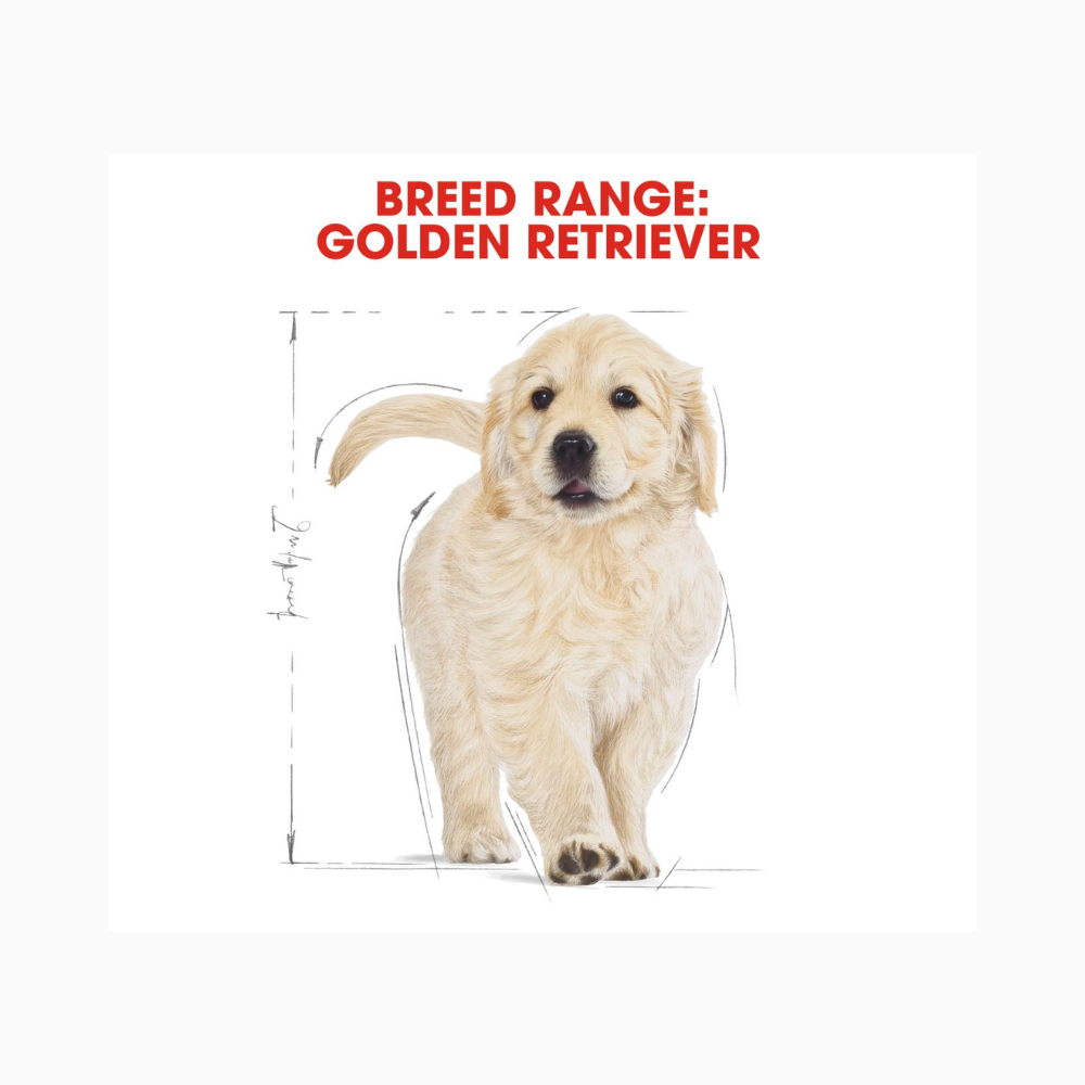 Royal Canin Golden Retriever Puppy