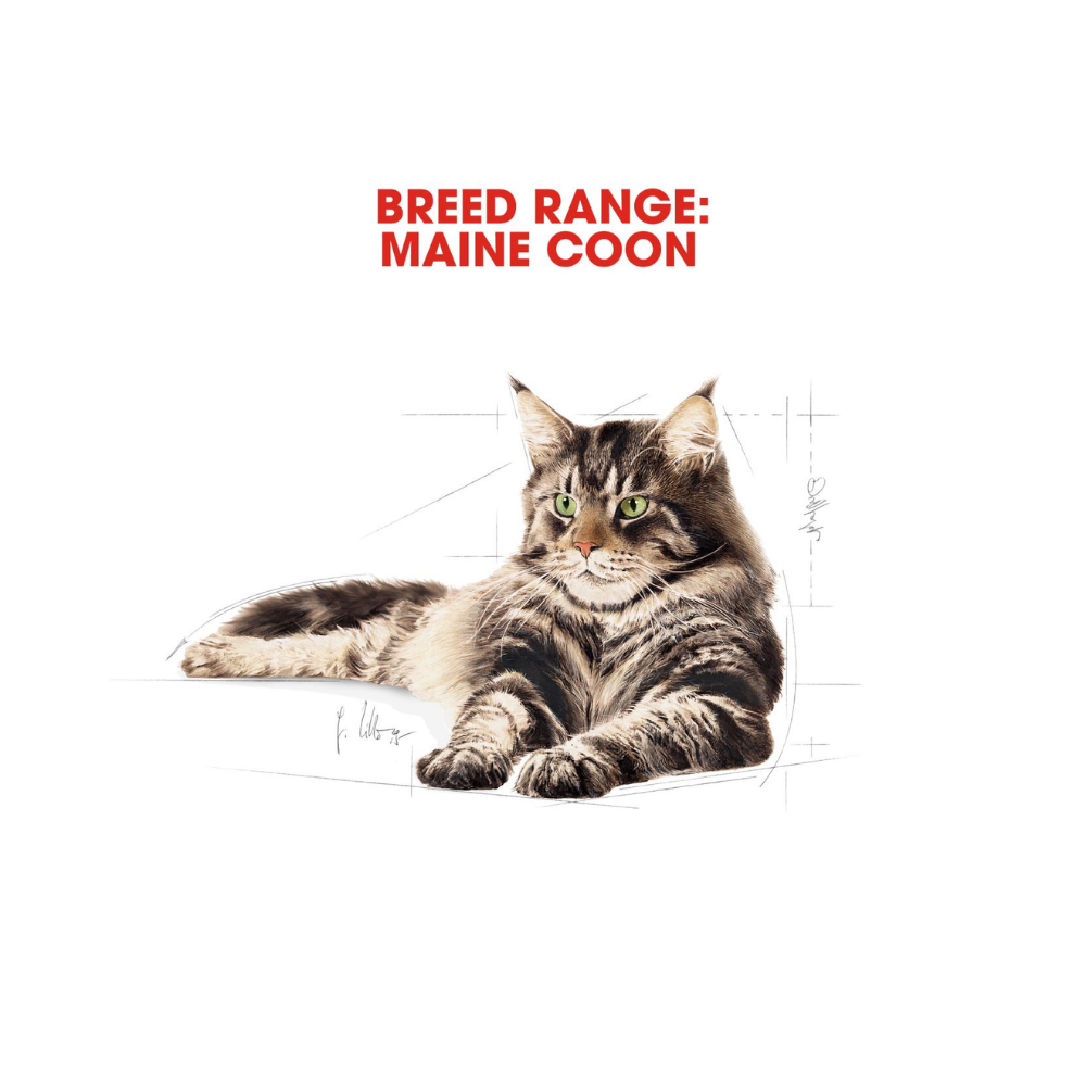 Royal Canin Maine Coon Adult Dry