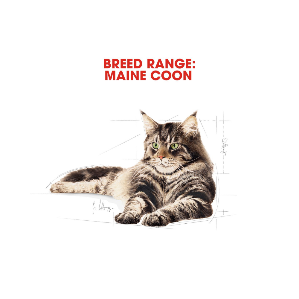 Royal Canin Maine Coon Adult Wet