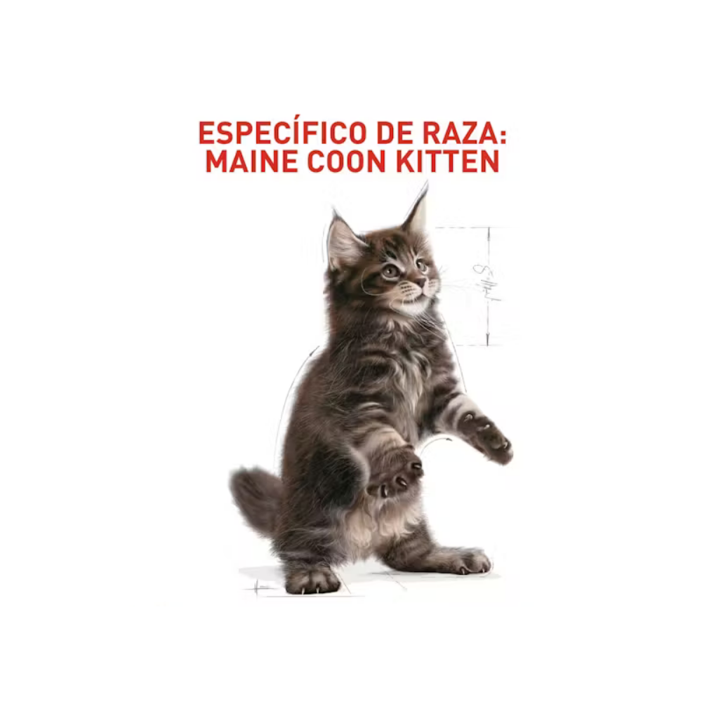 Royal Canin Maine Coon Kitten Dry