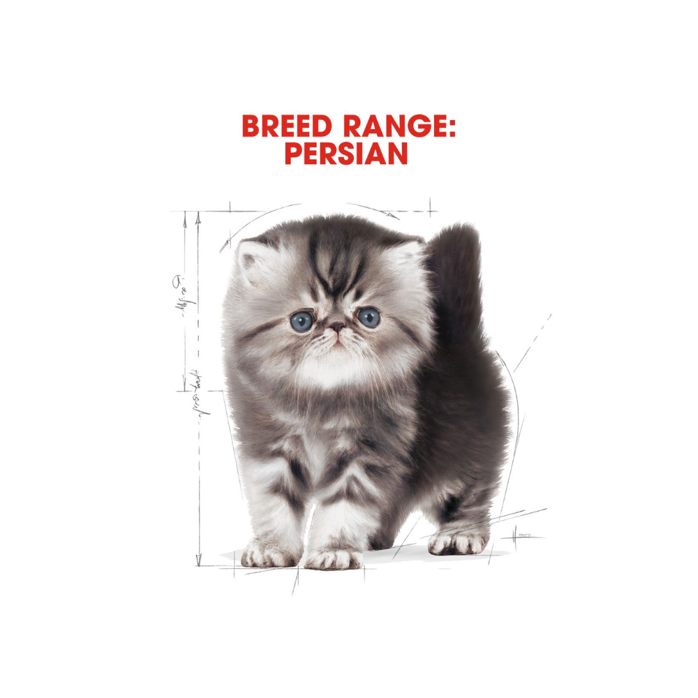 Royal Canin Persian Kitten