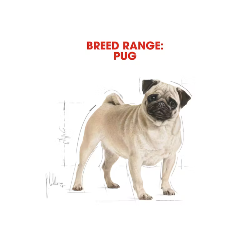 Royal Canin Pug Adult