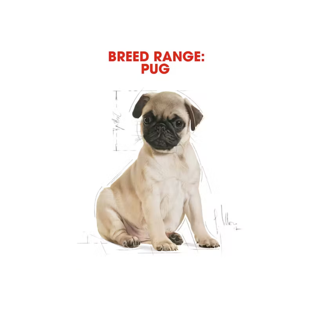 Royal Canin Pug Puppy