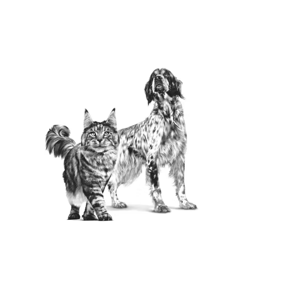 Royal Canin Recovery Wet