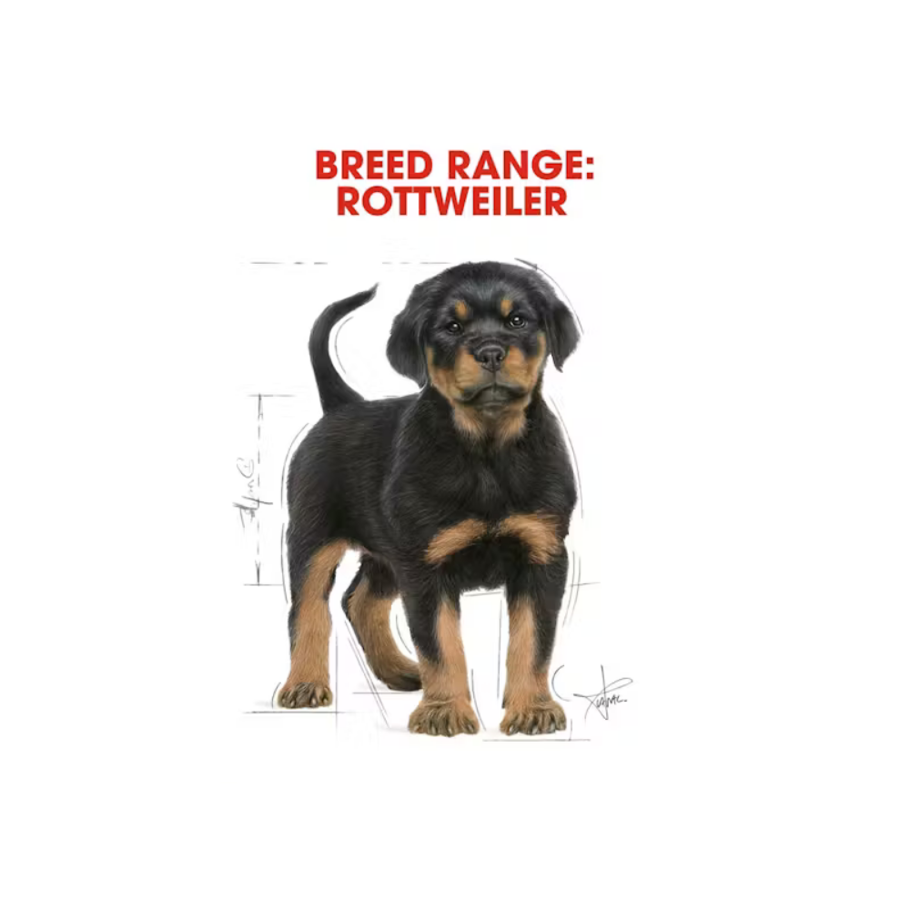 Royal Canin Rottweiler Puppy