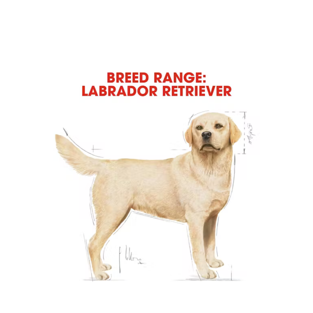 Royal Canin Labrador Retriever Adult
