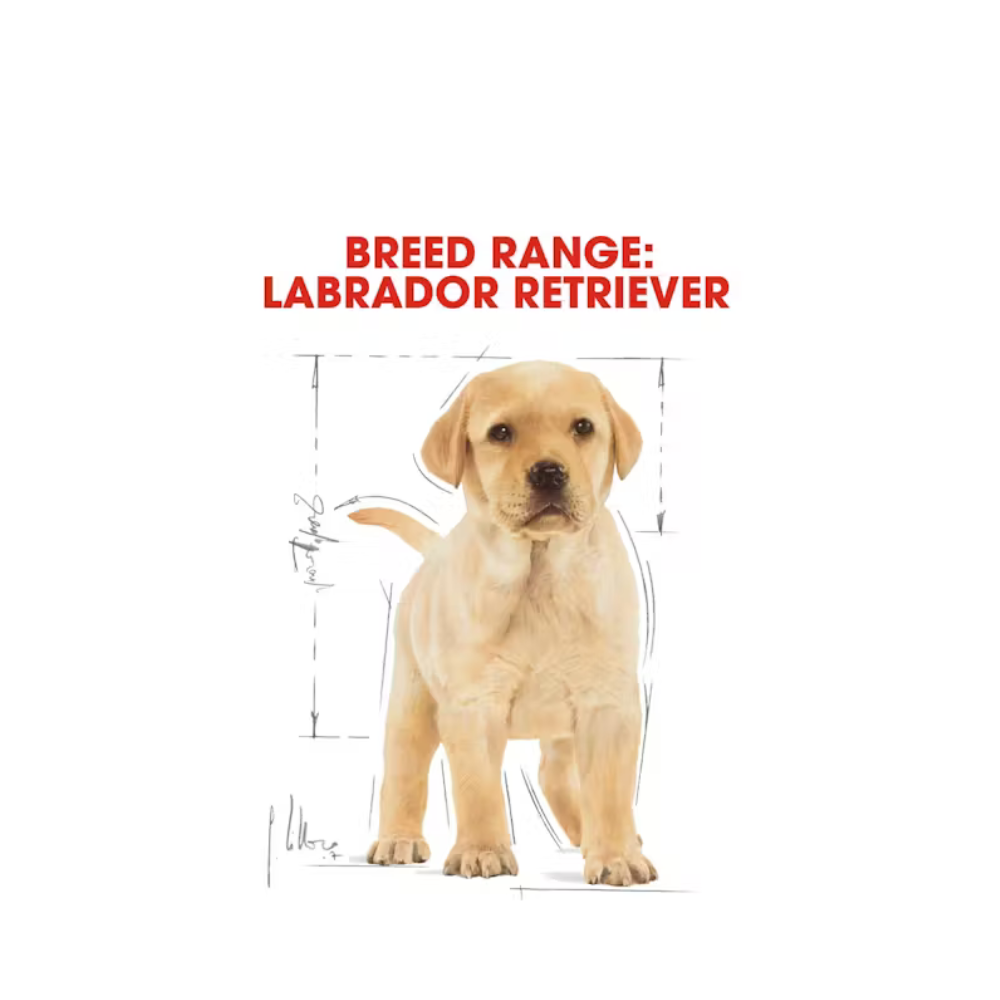 Royal Canin Labrador Retriever Puppy