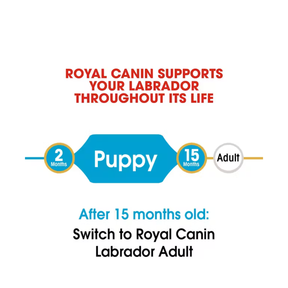 Royal Canin Labrador Retriever Puppy