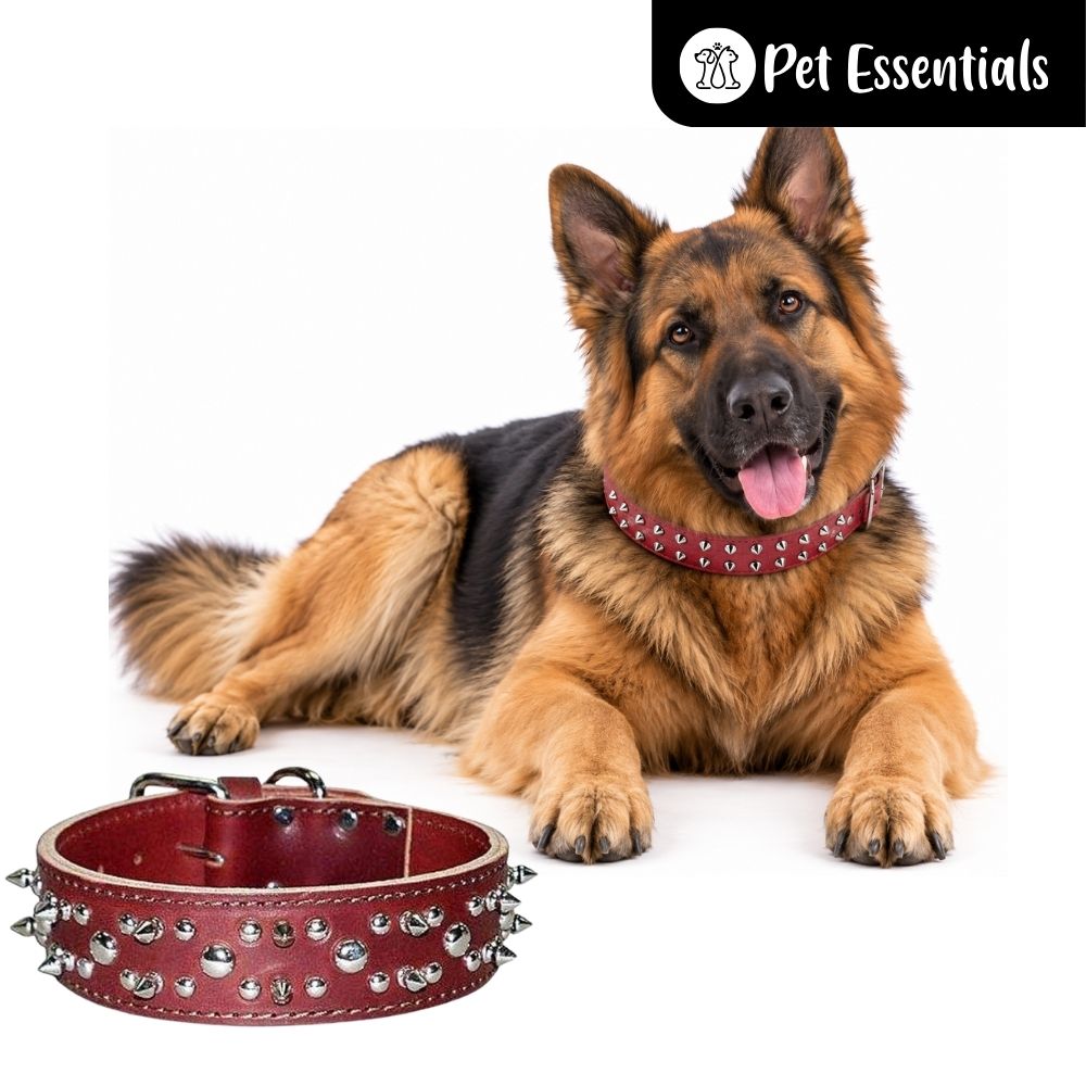 Studded Leather Dog Collar