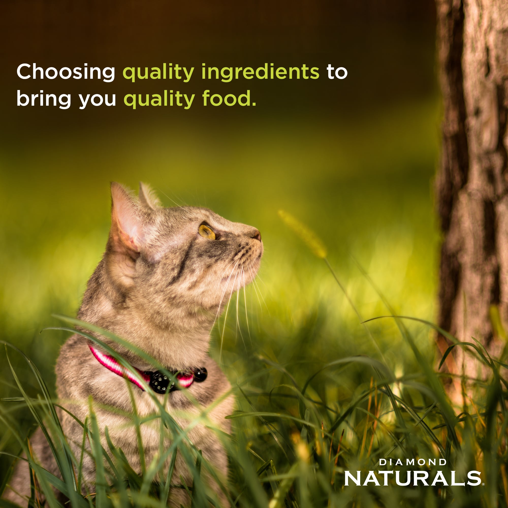Diamond Naturals Indoor Cat