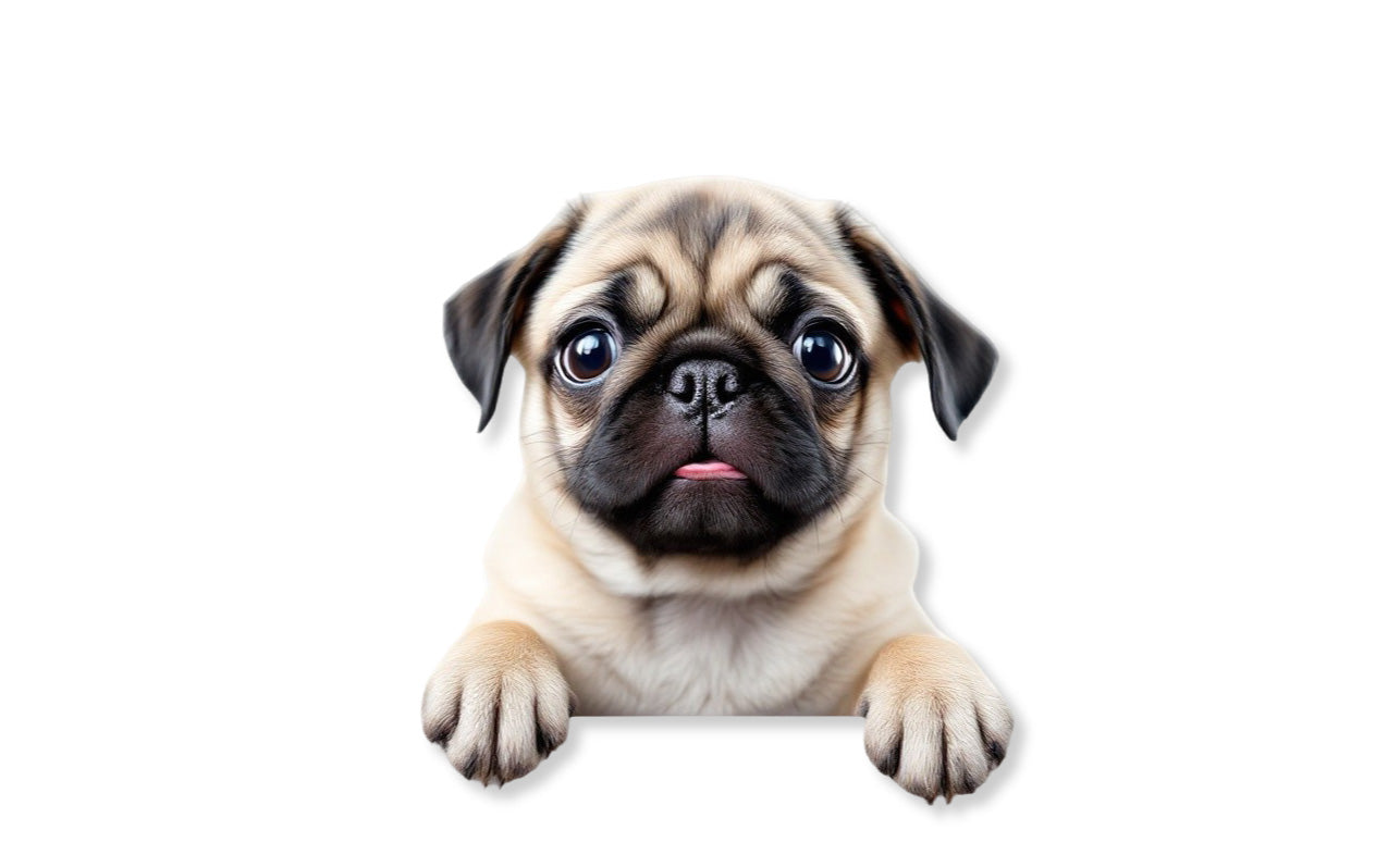 Pug