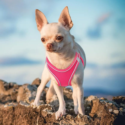 Cat Harness