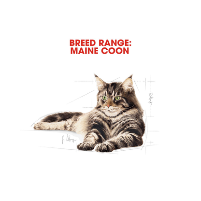 Royal Canin Maine Coon Adult Wet