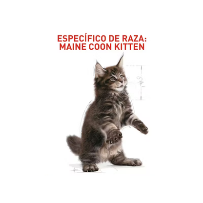 Royal Canin Maine Coon Kitten Dry