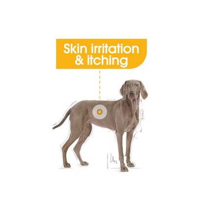 Royal Canin Maxi Dermacomfort